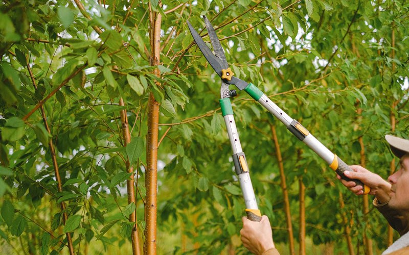 Tree trimming in Armstrong, IL